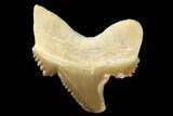 Serrated Fossil Auriculatus Tooth - Tuzbair, Kazakhstan #173796-1